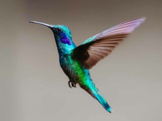 Hummingbird